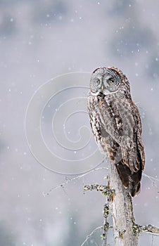 Great Gray Owl Perched On A Tree Stump While Snow Lightly Falls photo
