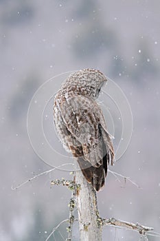 Great Gray Owl Perched During Snow Fall