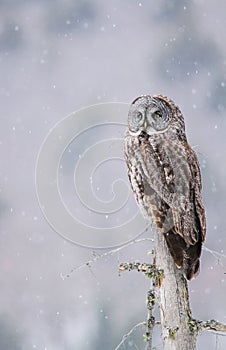 Great Gray Owl Perched On A Tree Stump While Snow Lightly Falls