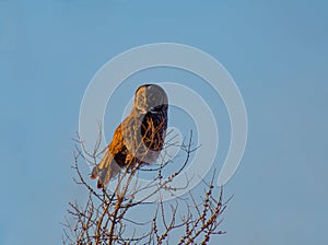 Great Gray Owl perched on a tree at sunset