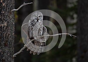 Great Gray Owl Portrait