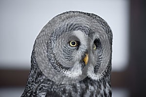 Great gray owl portrait