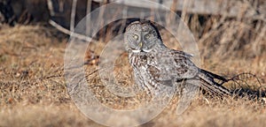 A great gray owl Portrait