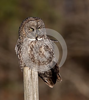 A great gray owl Portrait