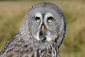 Great gray owl portrait