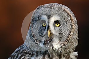 Great gray owl portrait