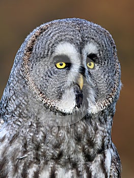 Great gray owl portrait