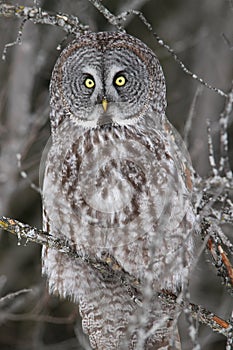 Great Gray Owl Profile