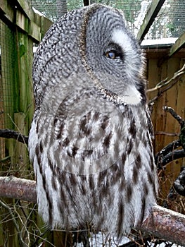 Great Gray Owl Profile