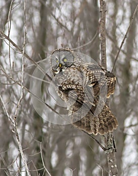 Great Gray Owl