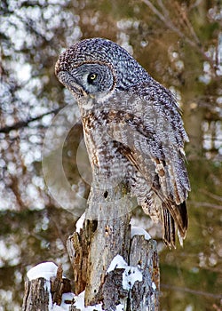 Great Gray Owl Resting