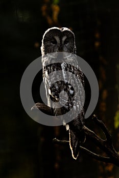 A great gray owl rests in a tree in autumn