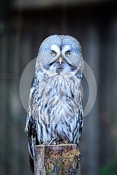 Great Gray Owl sitting on a fence post facing forward