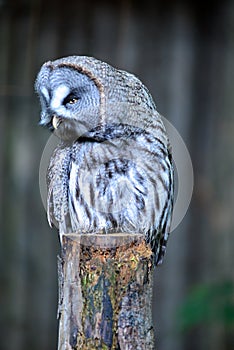Great Gray Owl sitting on a fence post with head turning to the left