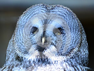 Great Gray Owl sitting on a fence post with head turning to the right