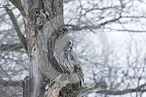 Great gray owl sitting on a tree branch