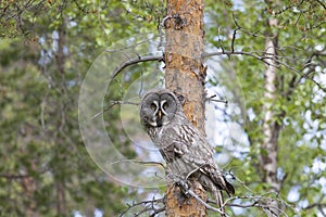 Great gray owl sitting on a tree branch