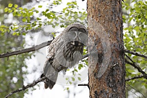 Great gray owl sitting on a tree branch