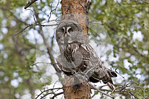 Great gray owl sitting on a tree branch