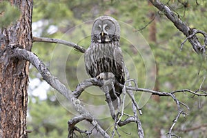 Great gray owl sitting on a tree branch