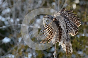 Great Gray Owl standing