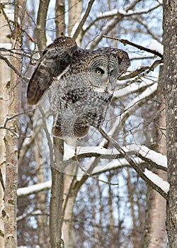 Great Gray Owl Stretching