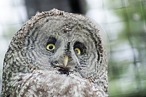 Great gray owl (Strix nebulosa)