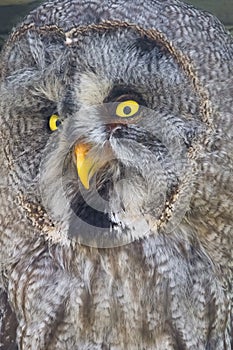 Great gray owl (Strix nebulosa)