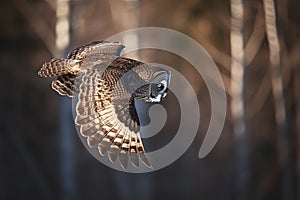 Great gray owl, strix nebulosa, flying in the morning light. Rare bird of prey