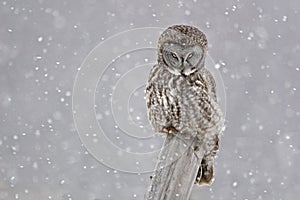 Great Gray Owl, Strix nebulosa, staring