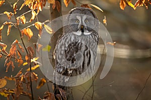 Great gray owl in the tree