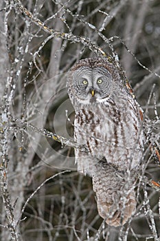 Great Gray Owl in Tree photo