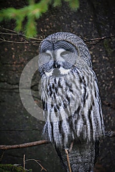 Great gray owls sits on a tree