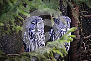 Great gray owls sits on a tree