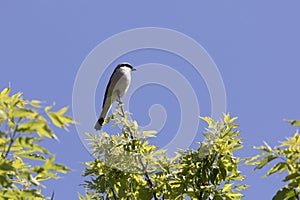 Great gray shrike sitting on a tree branch