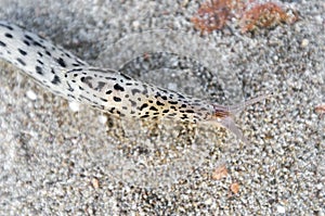 Great gray snail on the sand