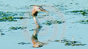 a great grebe bird emerged from the water and only its head and neck were captured in the frame