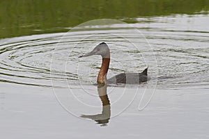 Great Grebe floating on the lake 1
