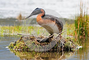 Great Grebe on the Nest