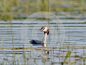 A great grebe swims on the lake`s surface in the midlle of lake grass