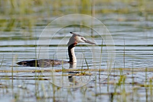 A great grebe swims on the lake`s surface in the midlle of lake grass photo