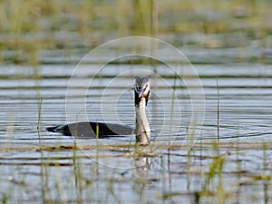 A great grebe swims on the lake`s surface in the midlle of lake grass photo