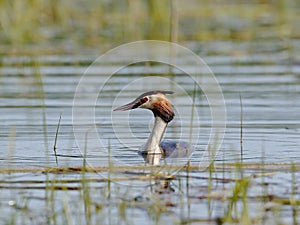 A great grebe swims on the lake`s surface in the midlle of lake grass photo