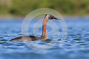 A great grebe on the water of an argentine lagoon