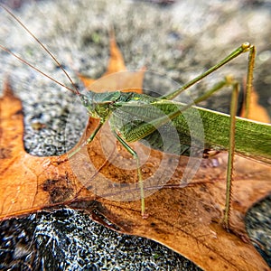 Great green bush cricket