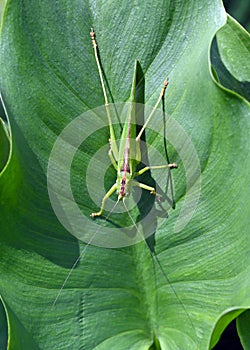 Great Green Bush Cricket or as its also known the long horned grass hopper photo