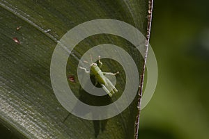 Great green bush cricket larva, Tettigonia viridissima in the wild hiding on a large leaf in a garden on cyprus.