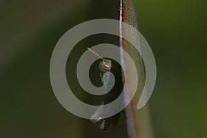 Great green bush cricket larva, Tettigonia viridissima in the wild hiding on a large leaf in a garden on cyprus.
