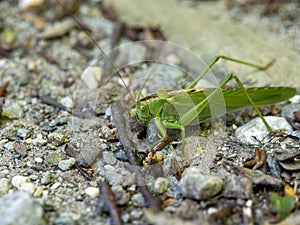 Great green bush-cricket macro photo