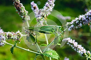 Great green bush-cricket on mint flowers photo